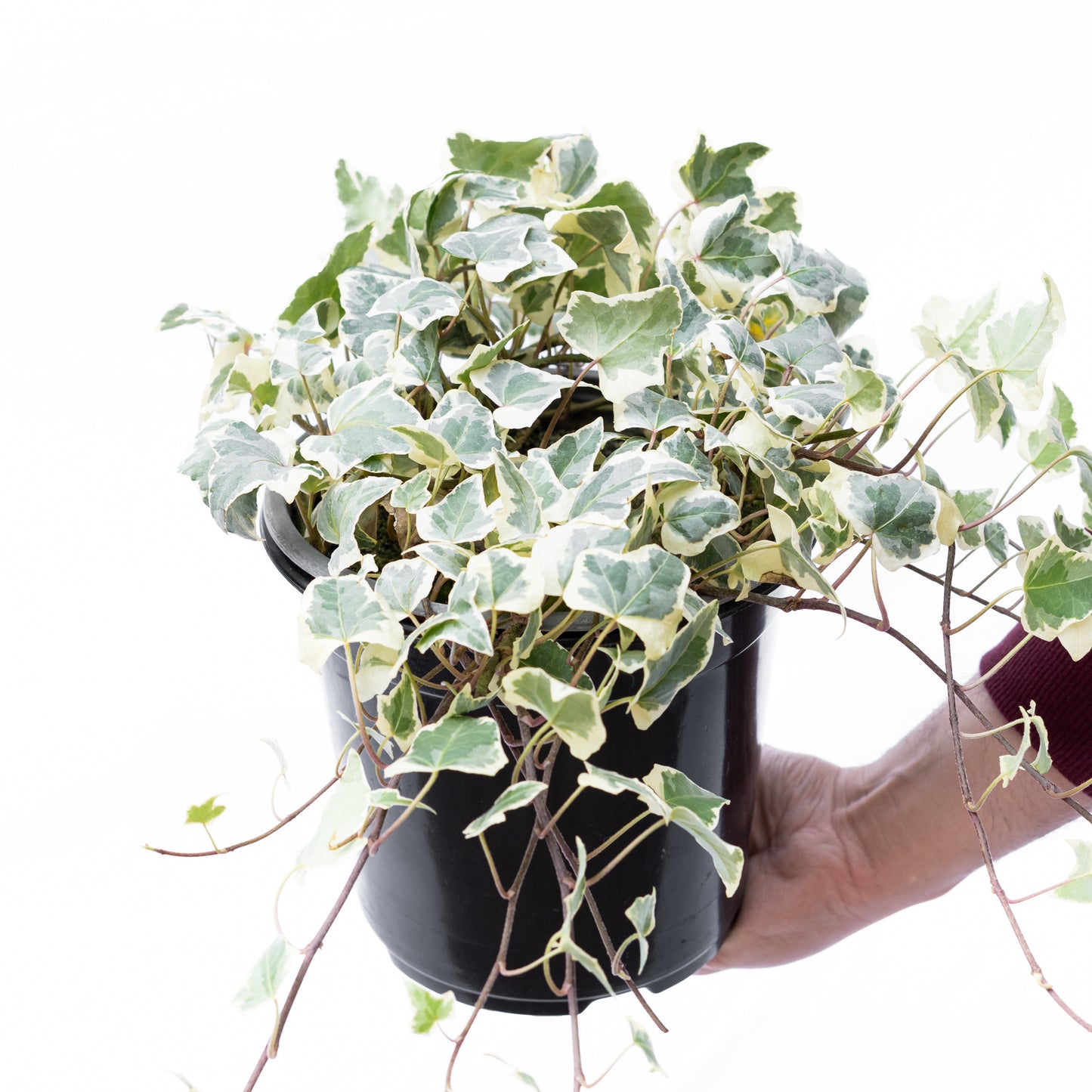Hiedra Variegada