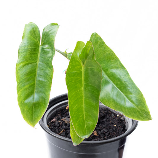 Filodendro Paraiso Verde