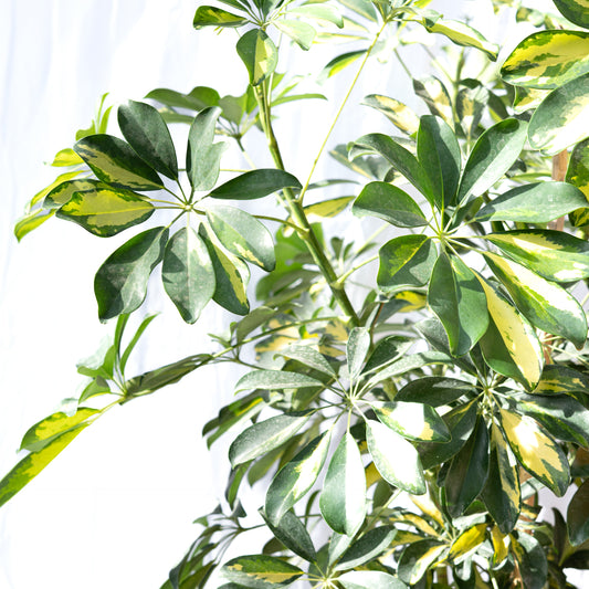 Schefflera XXL