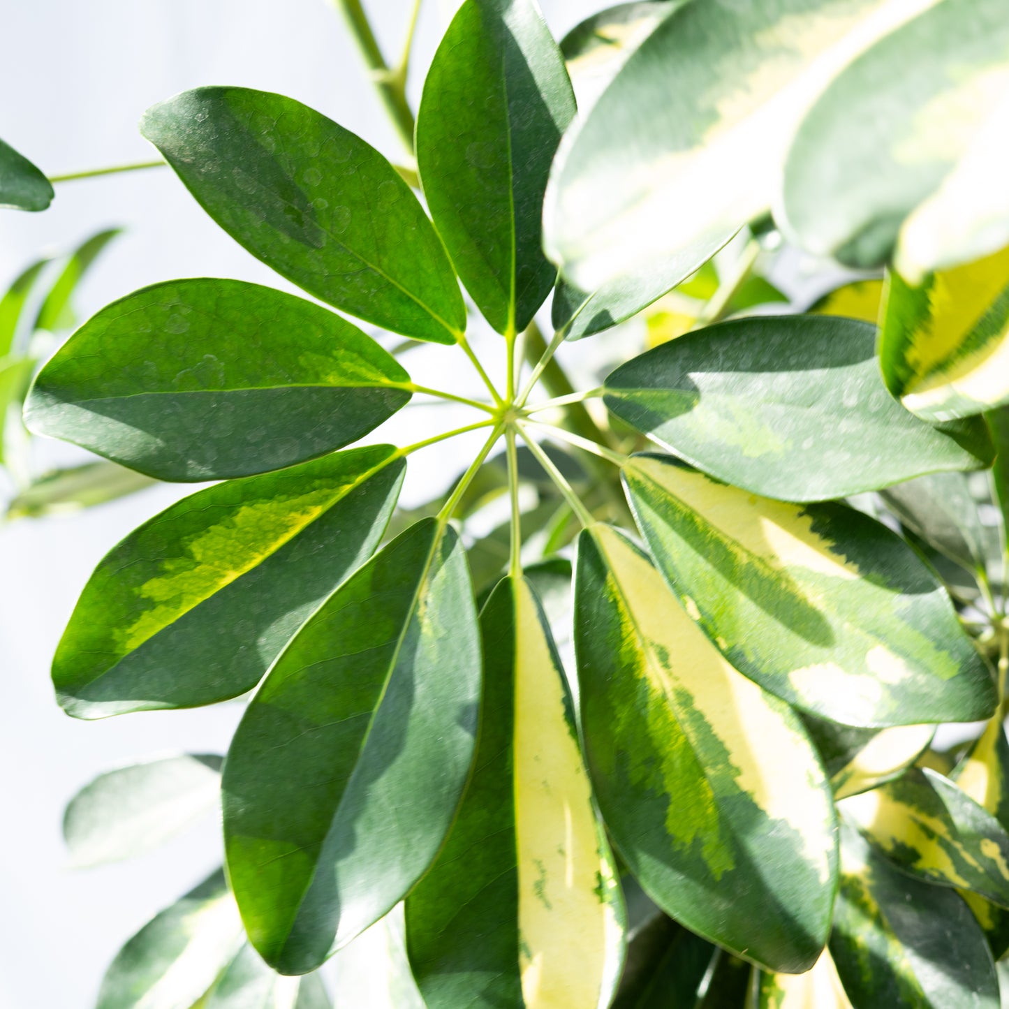 Schefflera XXL