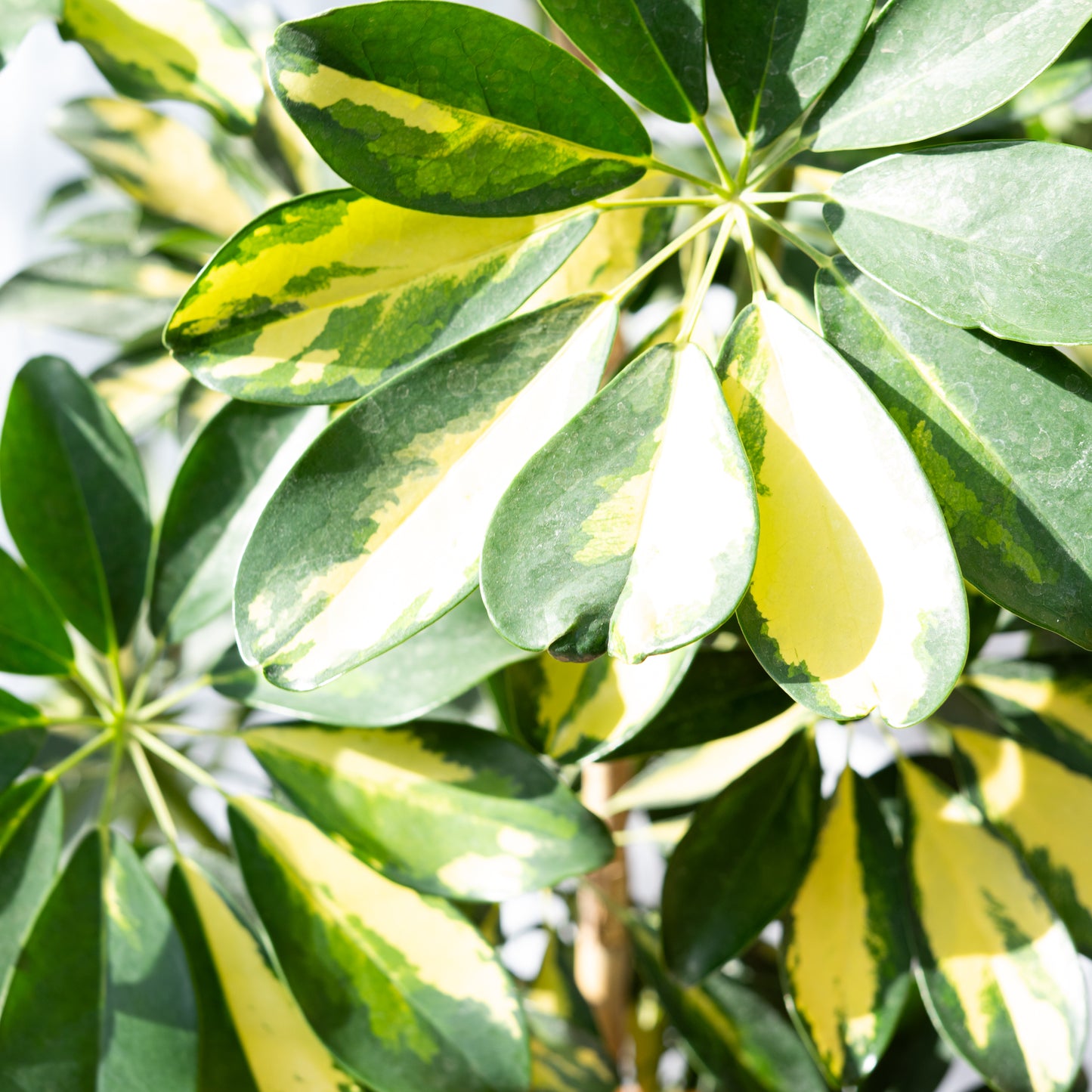 Schefflera XXL