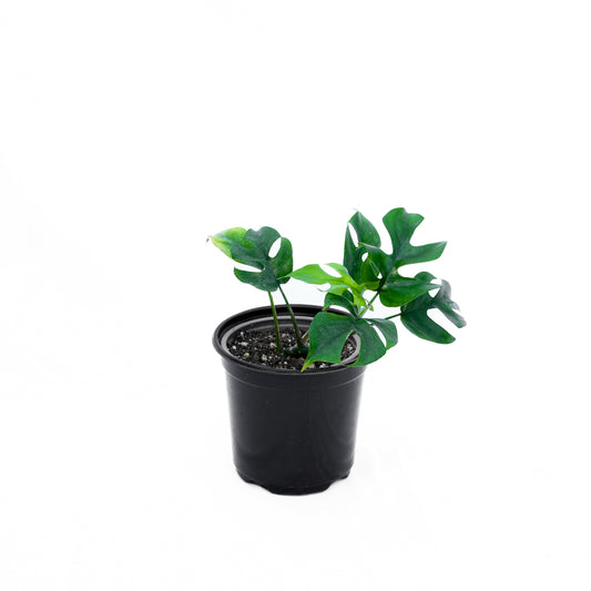 Rhaphidophora Tetrasperma