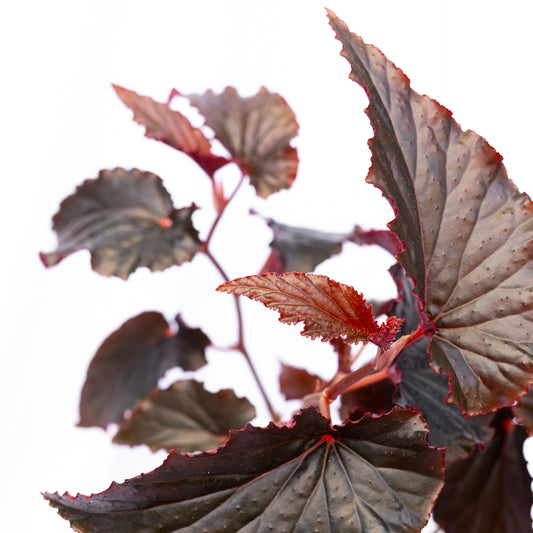 Begonia Black Magic