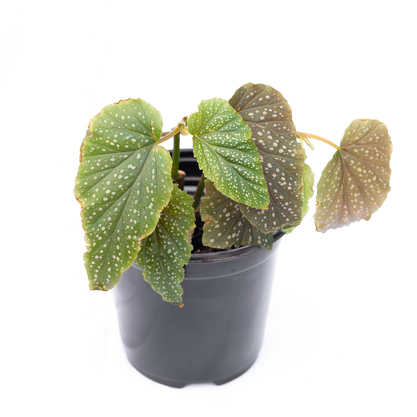 Begonia Alitas de Angel