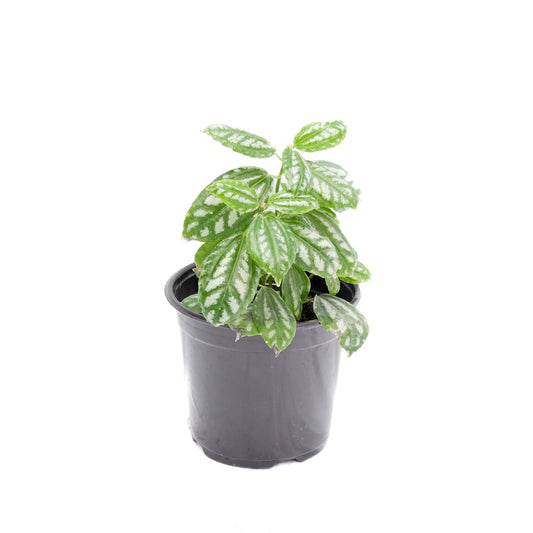 Pilea