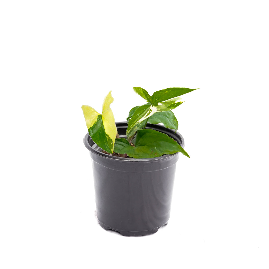 Singonio Variegado