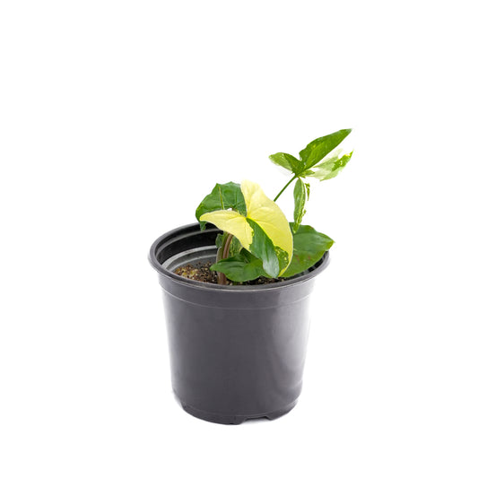 Singonio Variegado