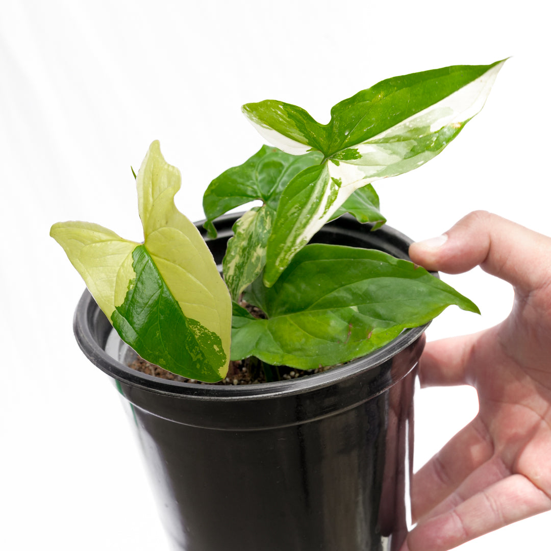 Singonio Variegado