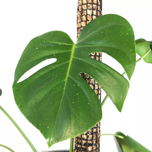 Tutor de Musgo Sphagnum