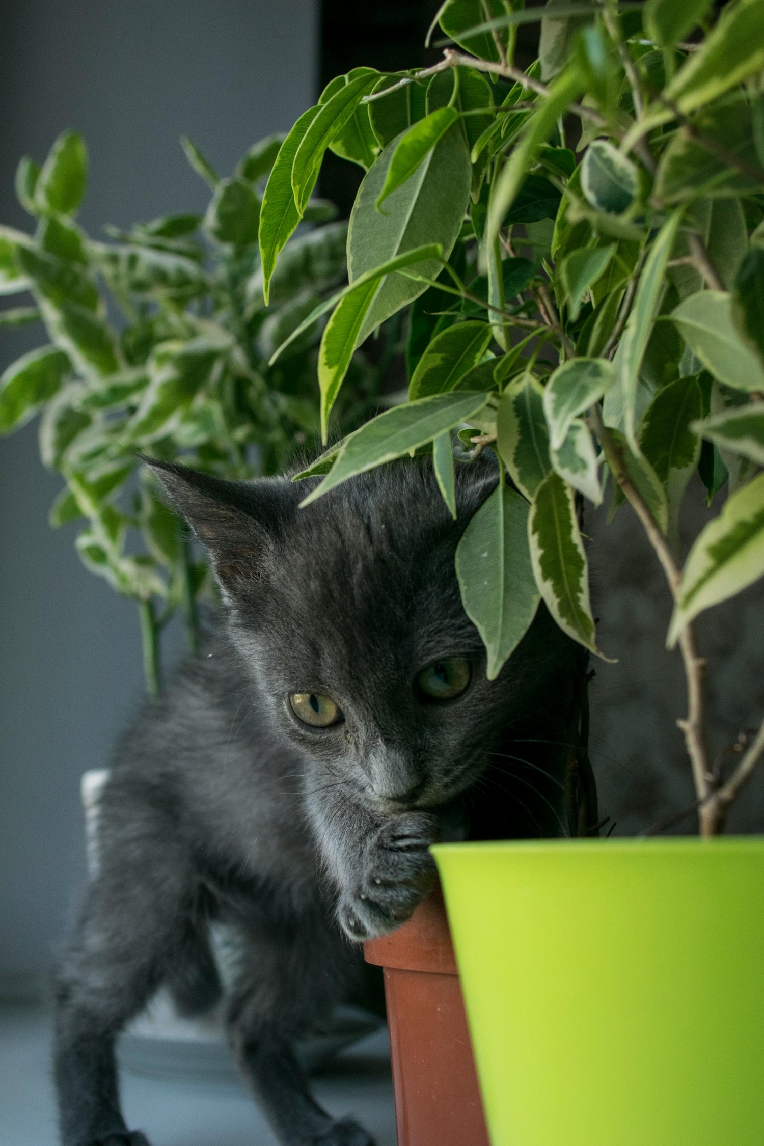 Plantas Pet Friendly