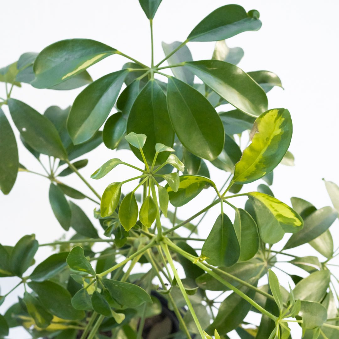 Plantas para oficinas y tiendas
