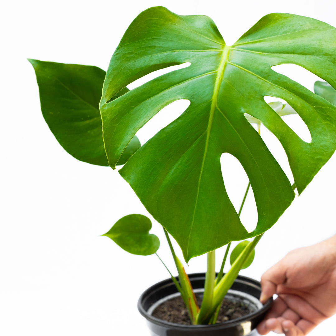Plantas para Principiantes