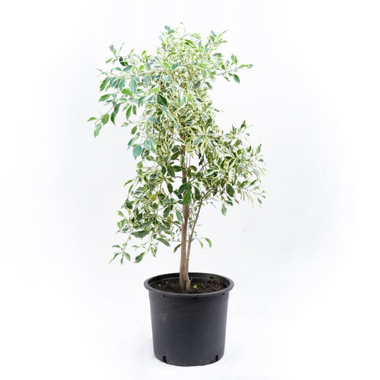 Ficus Hawaii