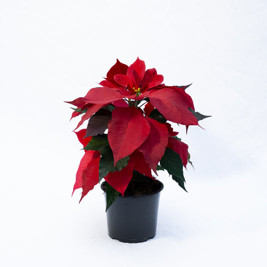 Flor del Inca o Flor de Navidad