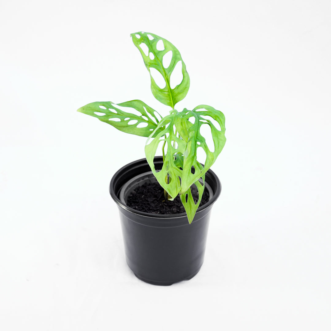 Monstera Adansonii