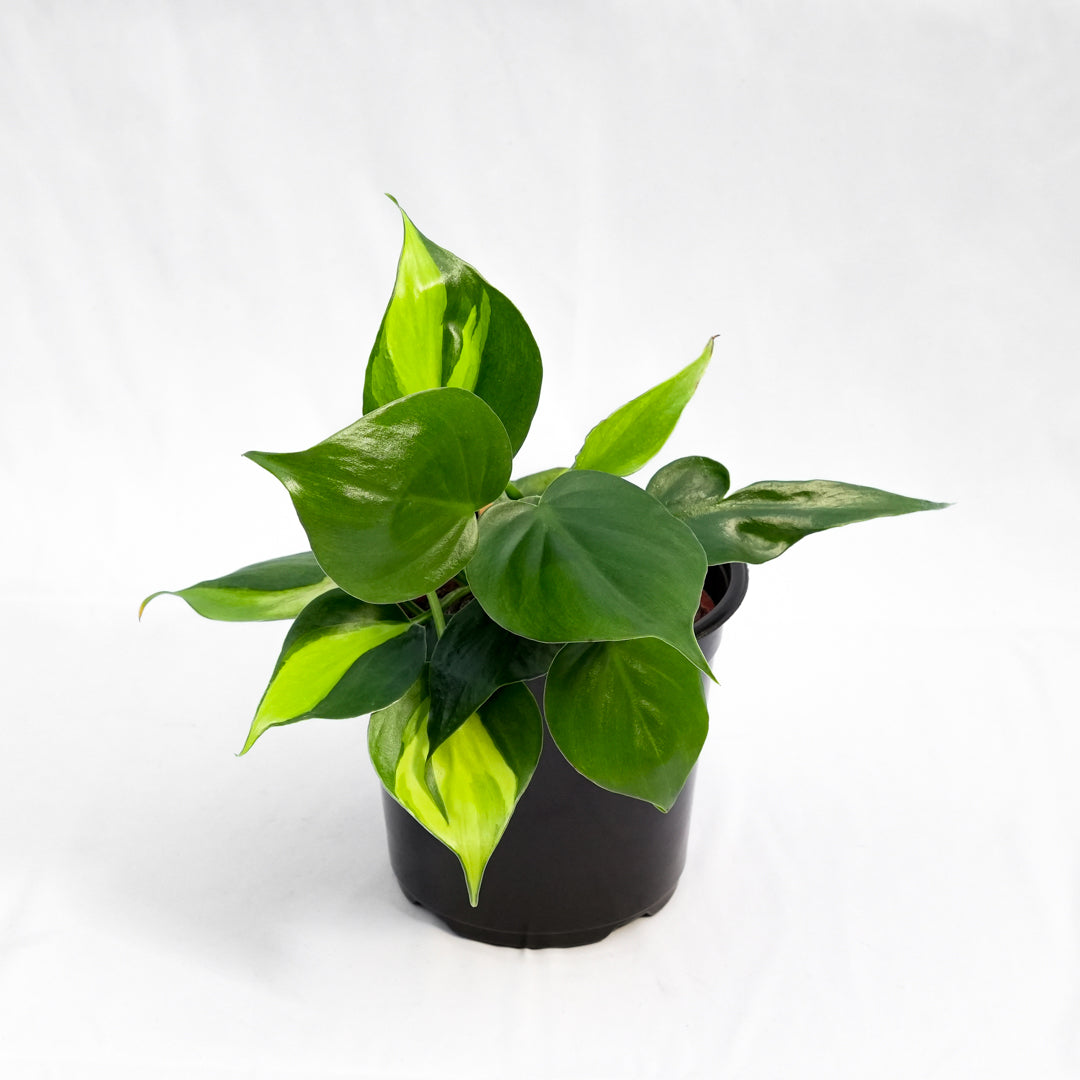 PH Cordatum brasil M