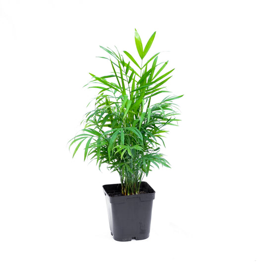 Palmera Chamedorea S