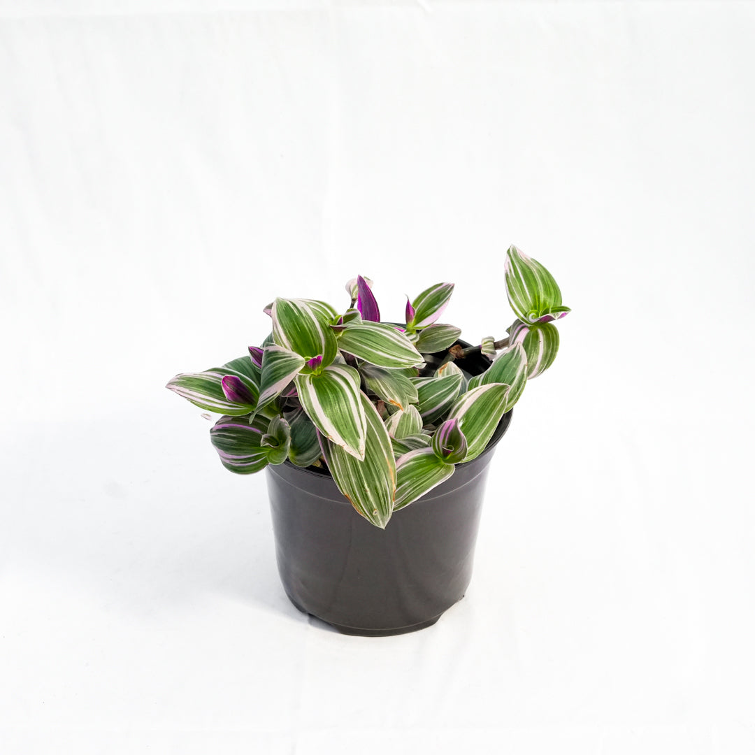 Tradescantia Zebrina