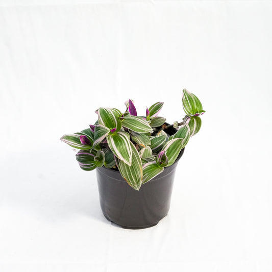 Tradescantia Zebrina