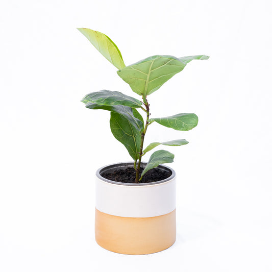 Macetero Greta x La Jungla S con planta