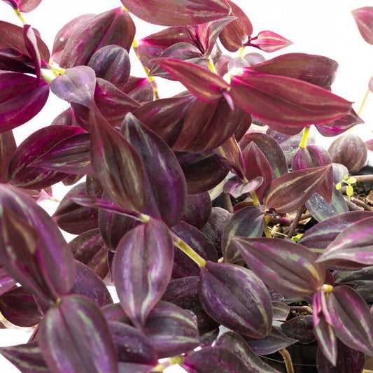 Tradescantia Zebrina