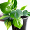Plantas