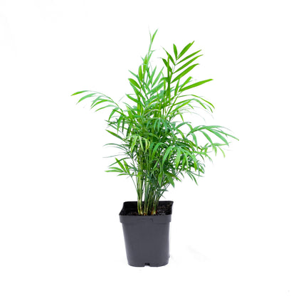 Palmera Chamedorea S