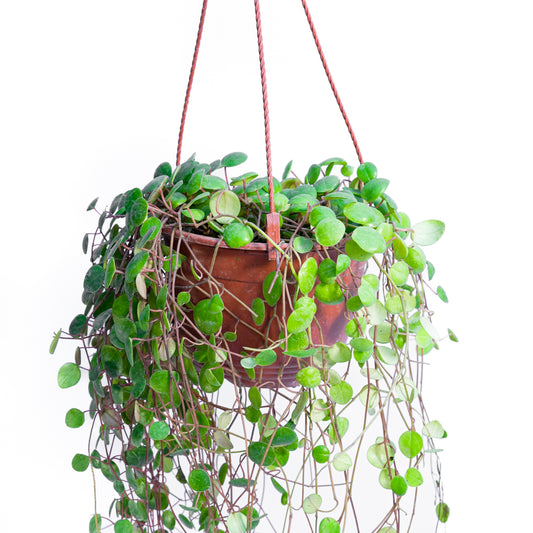 Peperomia Pepperspot
