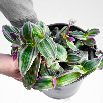 Tradescantia Zebrina