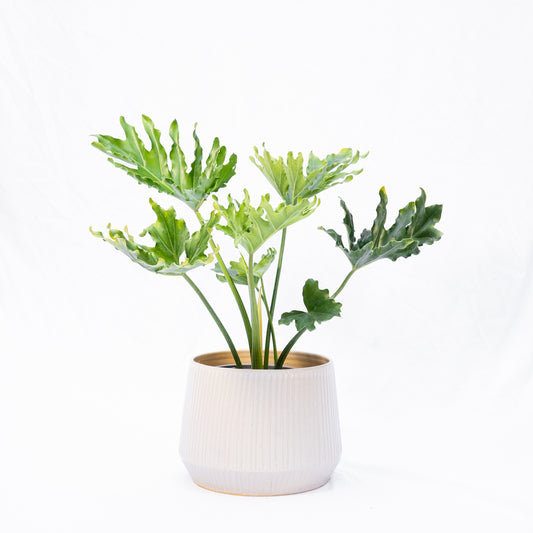 Macetero Greta x La Jungla M con planta