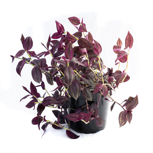 Tradescantia Zebrina