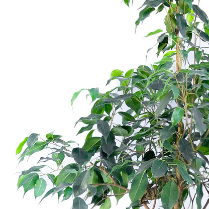 Ficus Benjamina L