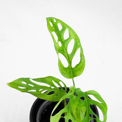 Monstera Adansonii