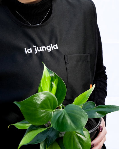 PH Cordatum brasil M