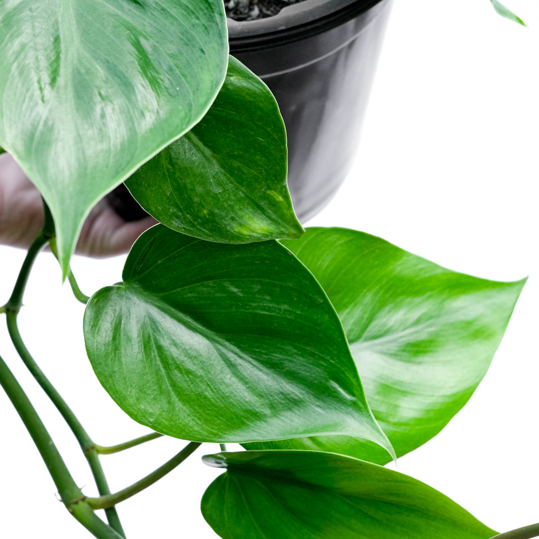 PH Cordatum Verde M