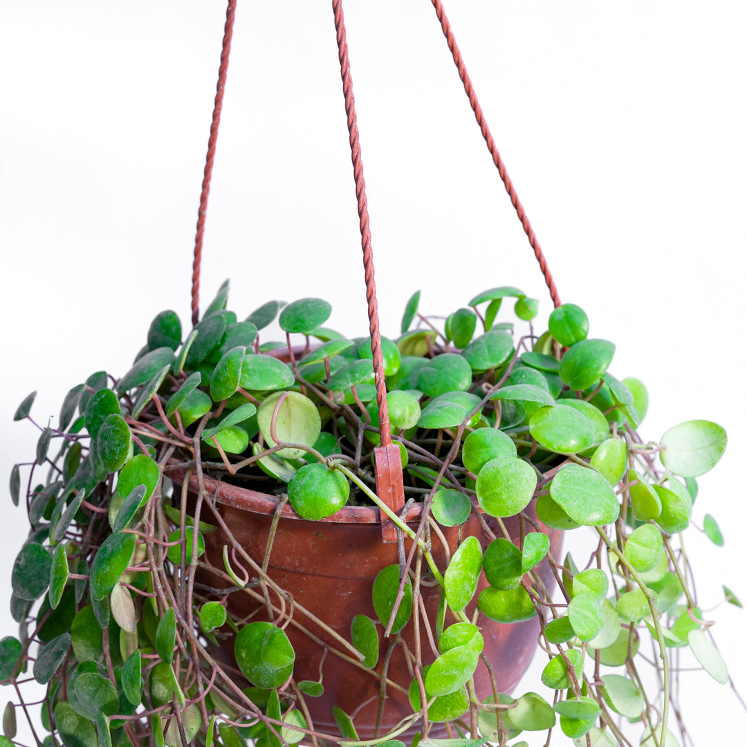 Peperomia Pepperspot