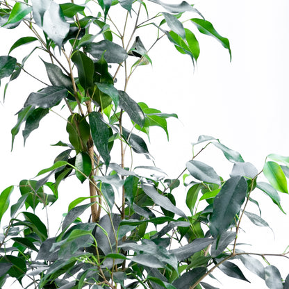 Ficus Benjamina L