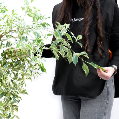 Ficus Hawaii