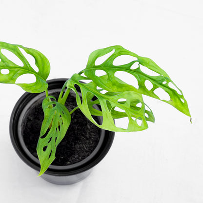 Monstera Adansonii