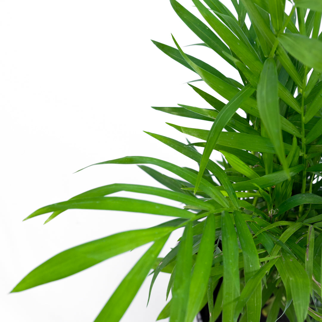 Palmera Chamedorea S