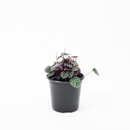 Peperomia carperata