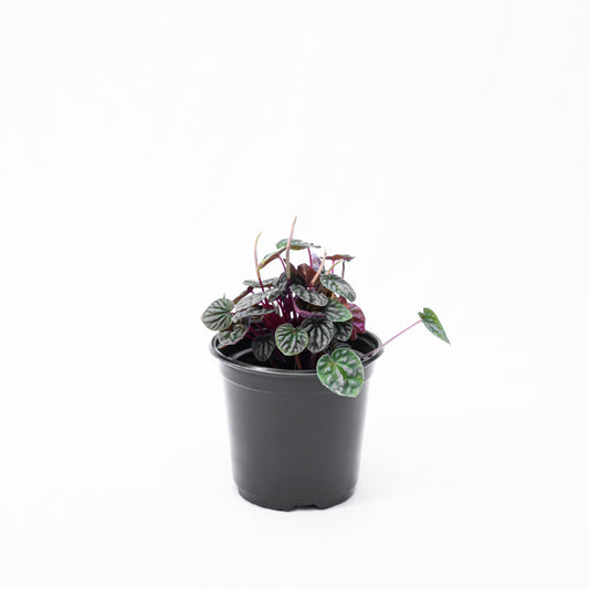 Peperomia carperata