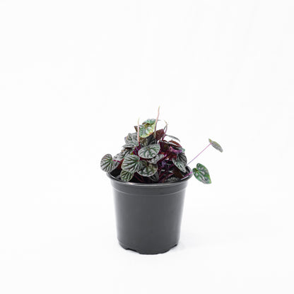 Peperomia carperata