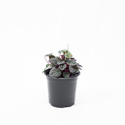 Peperomia carperata