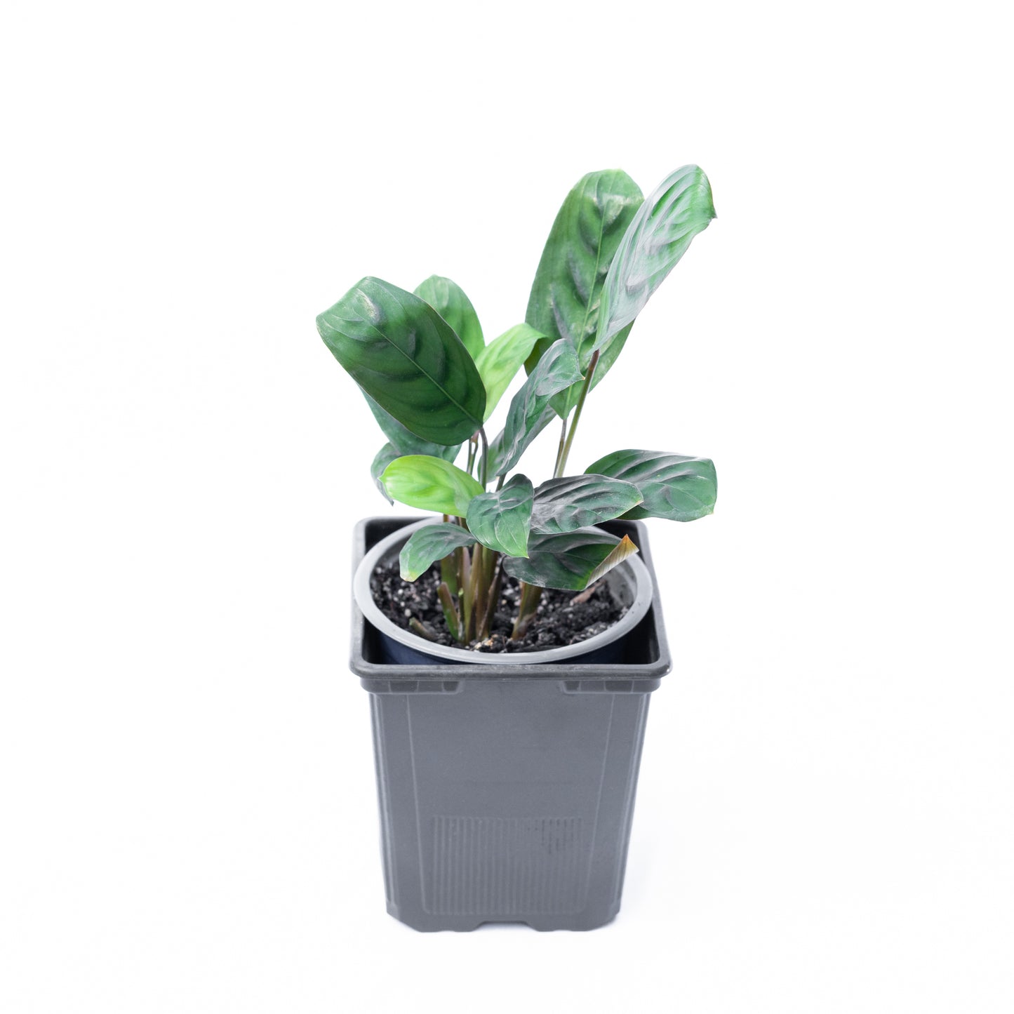 Calathea Burle-marxii