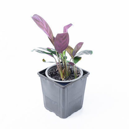 Calathea Burle-marxii