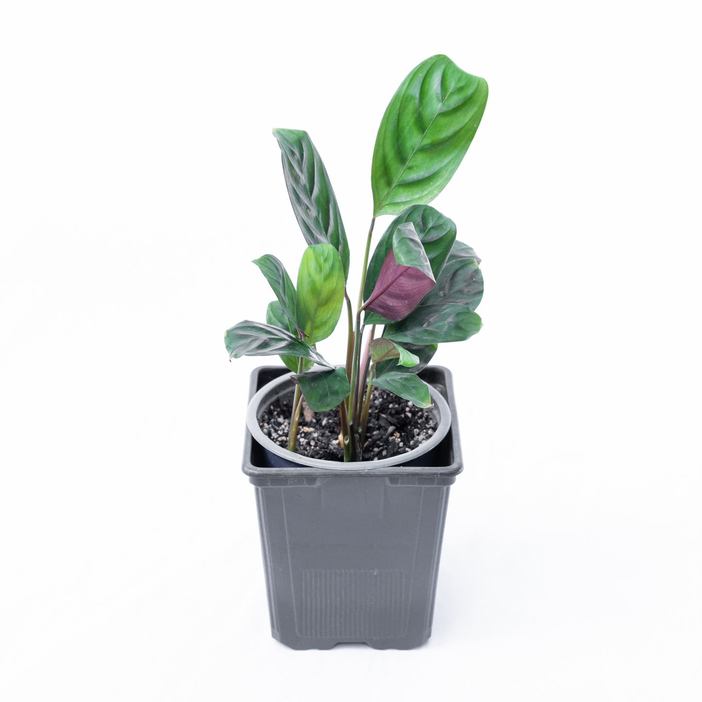 Calathea Burle-marxii