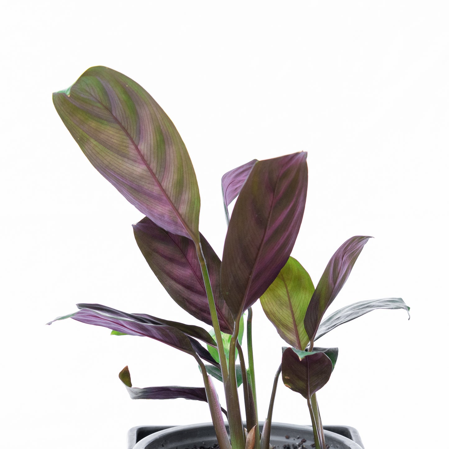 Calathea Burle-marxii