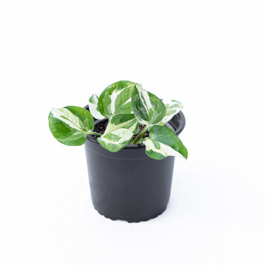 Scindapsus N'Joy