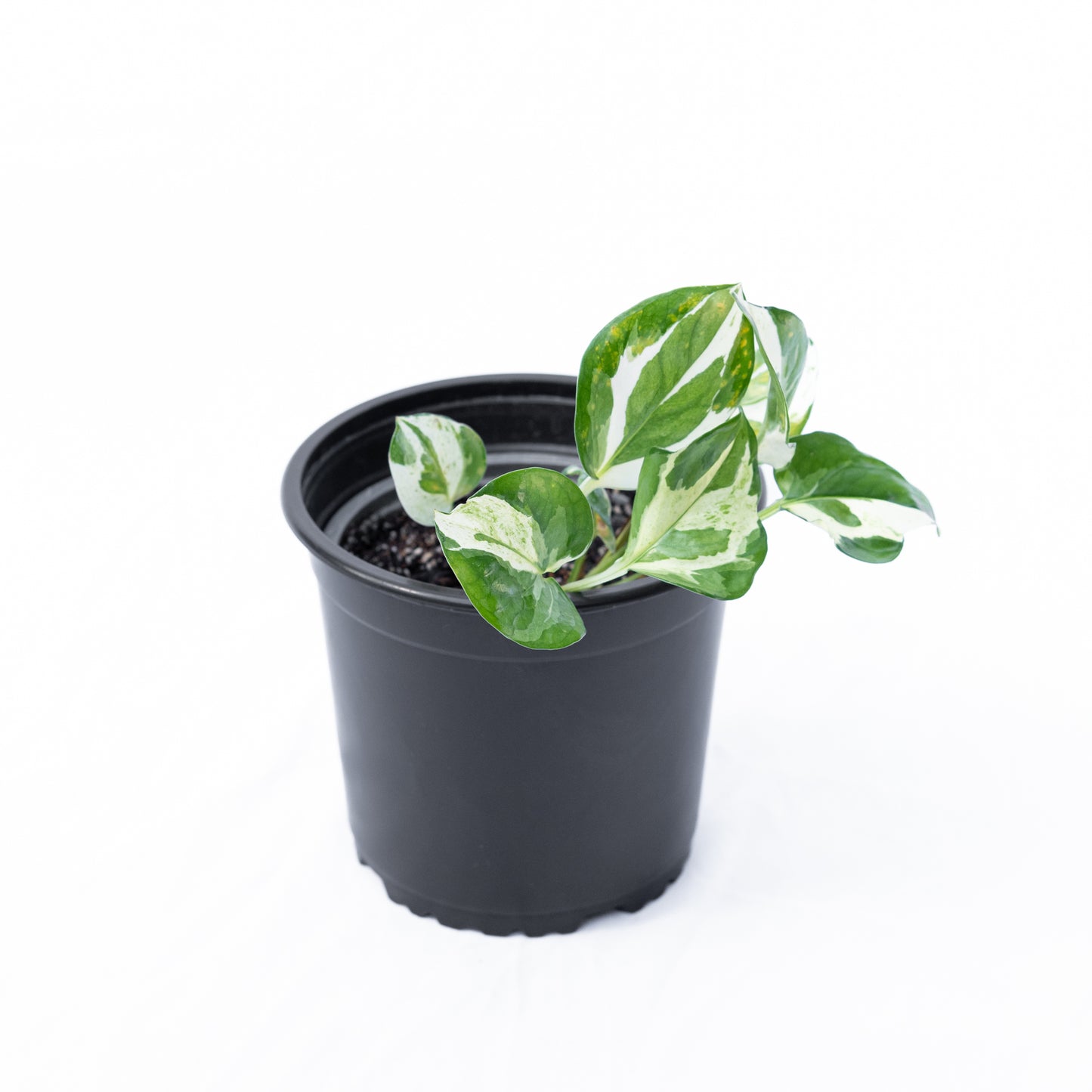 Scindapsus N'Joy